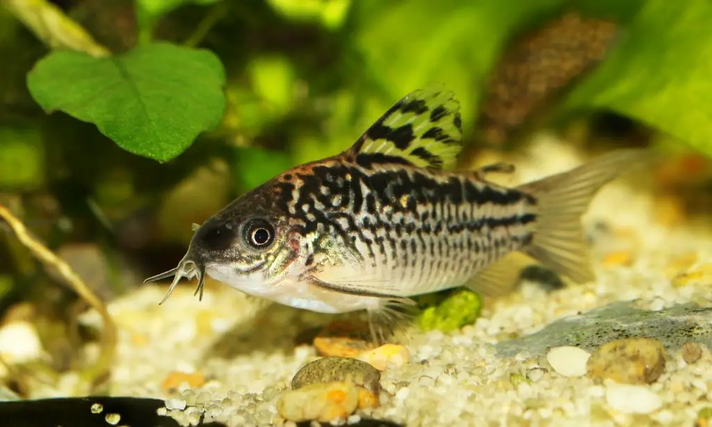 corydoras egg