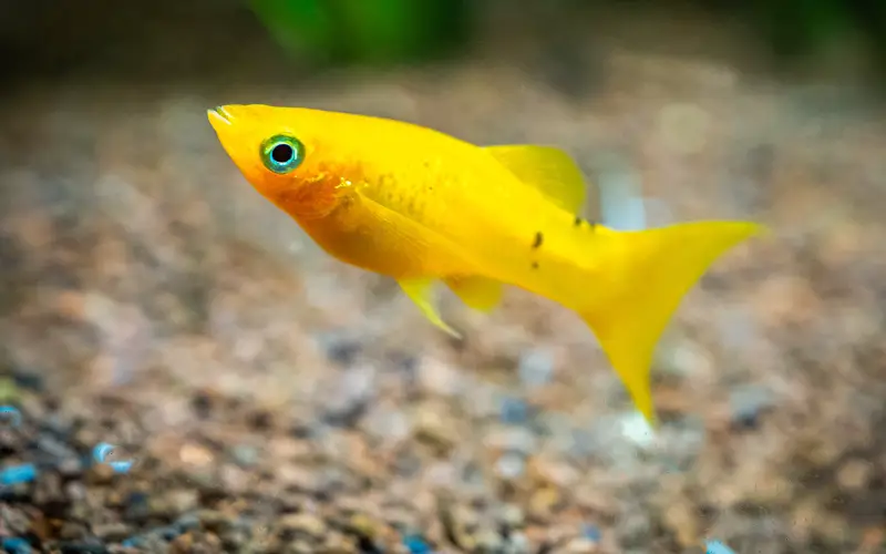 Are Molly Fish Aggressive and Fin Nippers? (9 Secret Facts)