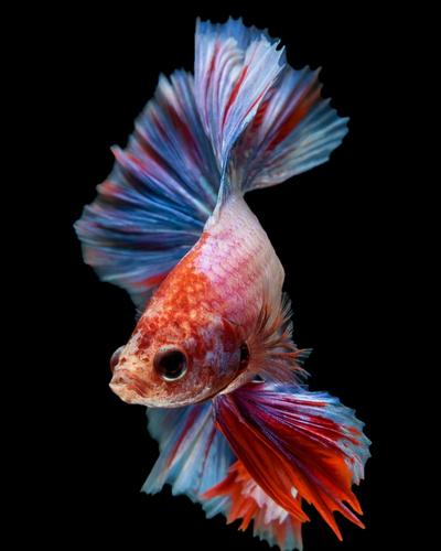 dropsy in betta fish