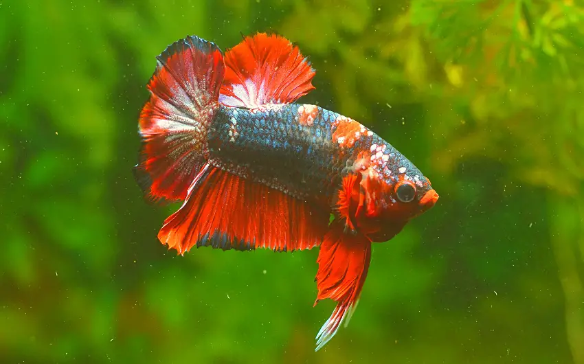 Betta Fish Care Guide Everything You Need to Know! (FAQ)