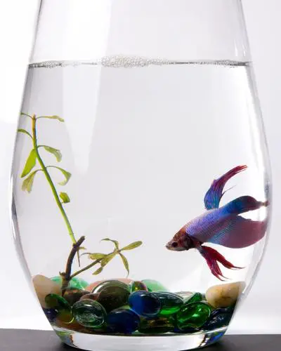 Can wild bettas live together