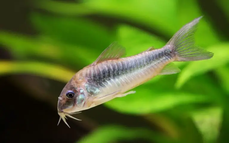 Do Cory Catfish Lay Unfertilized Eggs: (5 Breeding Hacks)