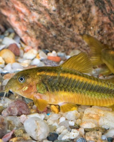 Corydoras gold laser