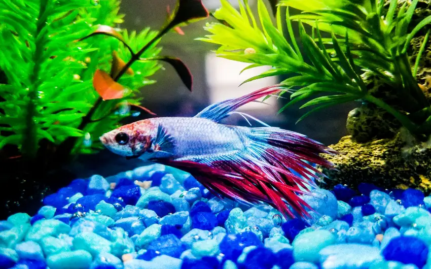 Do Betta Fish Need Light? Should They Be (ON at Night?)