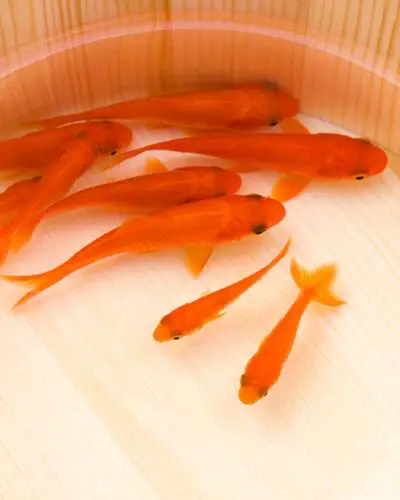 Do goldfish eat goldfish babies