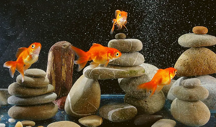 Goldfish tank mates