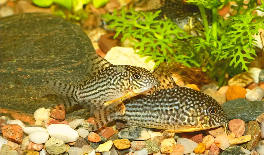 How Many Cory Catfish Should Be Kept Together? (Revealed)