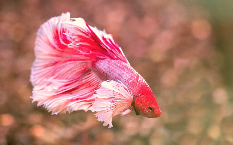 How Many Times Can a Betta Fish Lay Eggs (101 Breeding FAQ)