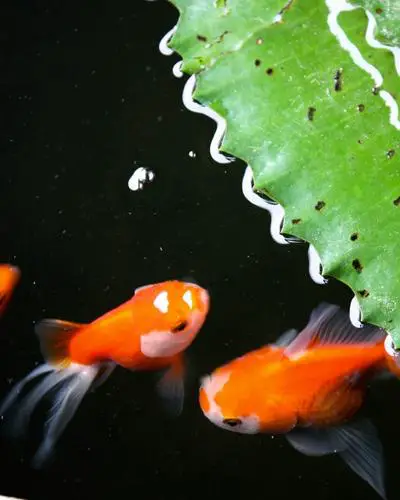How Often Goldfish Lay Eggs