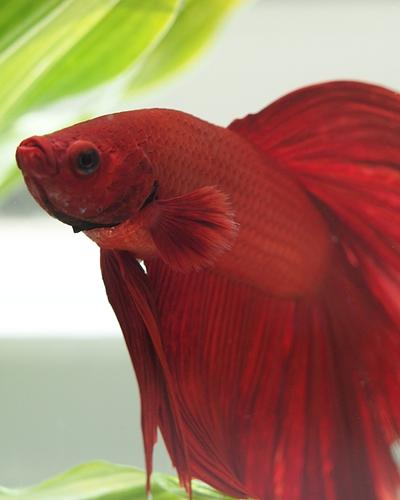 How to save betta fish from dying