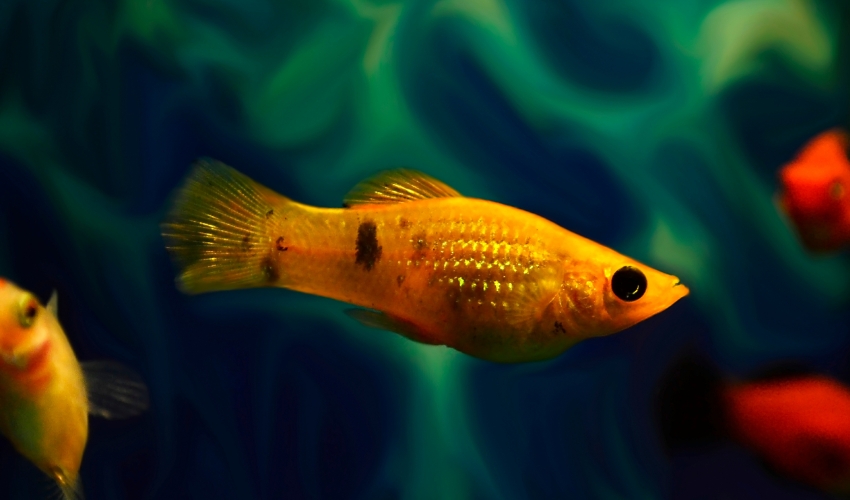 Molly fish care
