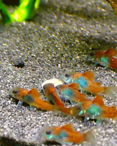 Orange Venezuelan Cory