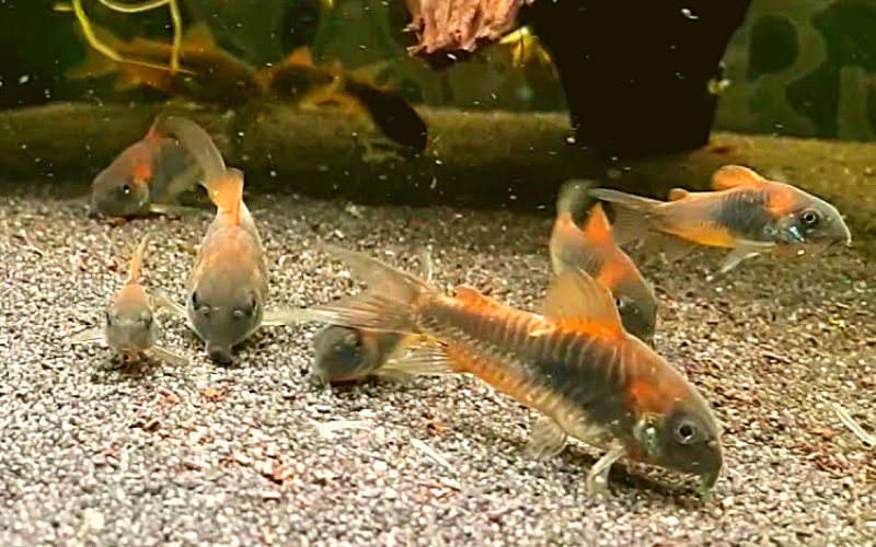Orange Venezuelan Corydoras