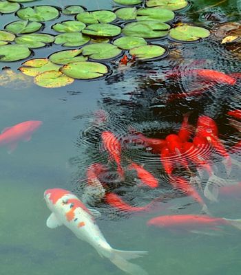 Pond goldfish