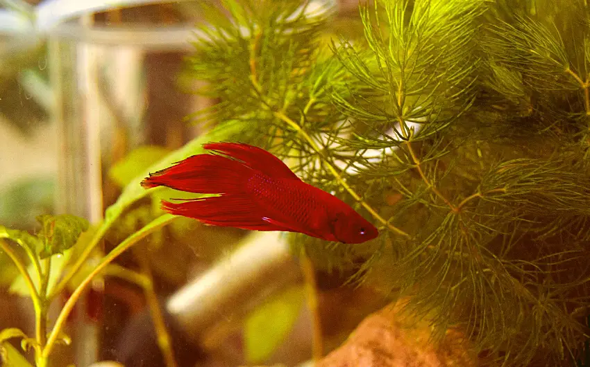 What Size Tank for Betta Fish Is the Best? (Figure It Out!)