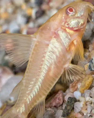albino catfish cory