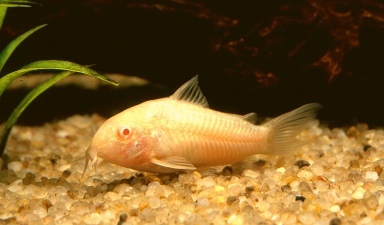 5 Common Cory Catfish Diseases (Symptoms & Treatment)