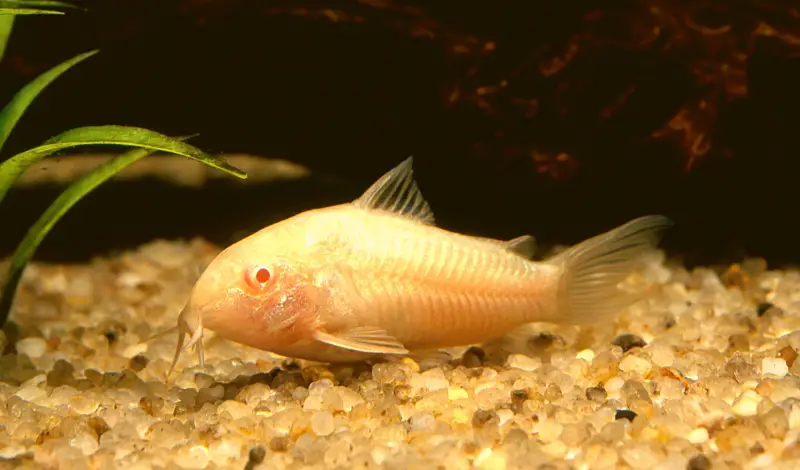 albino Cory catfish