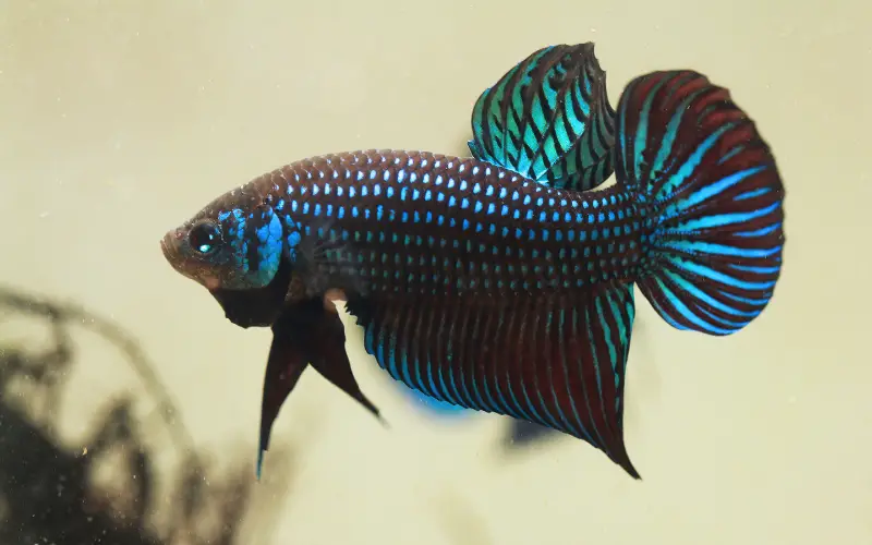 Black bettas