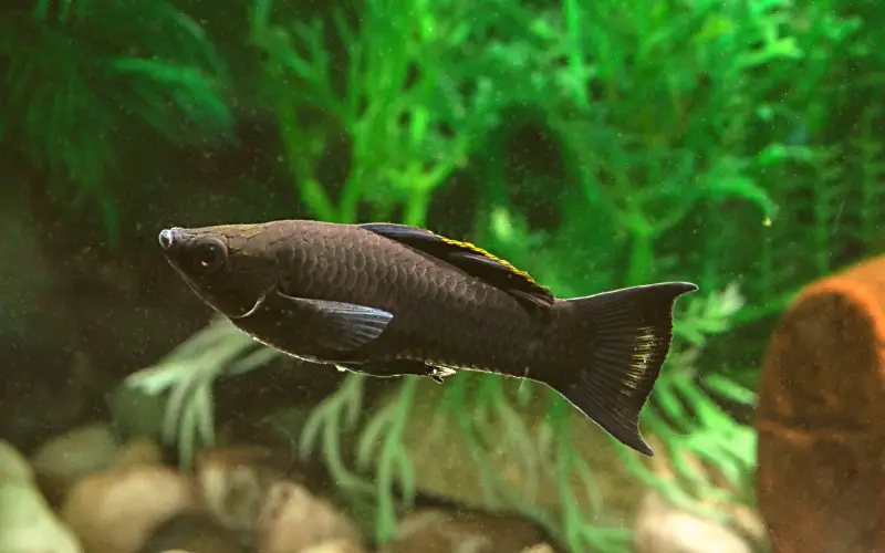 are black molly fish aggressive