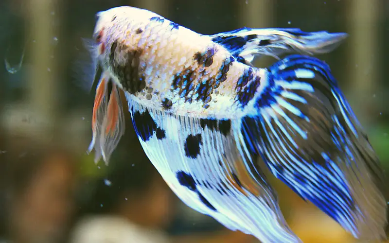 betta fish behavior before death