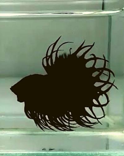 betta fish black