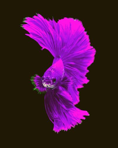 betta fish purple