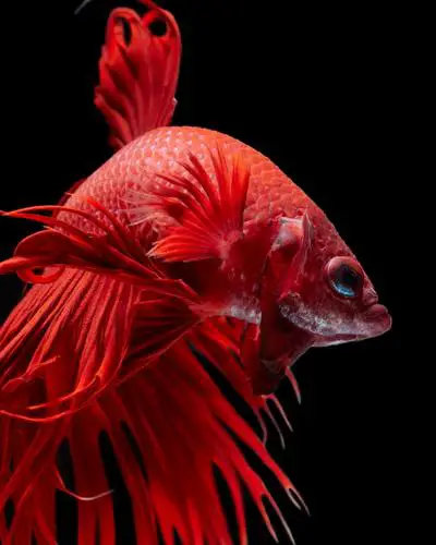betta fish signs of dying