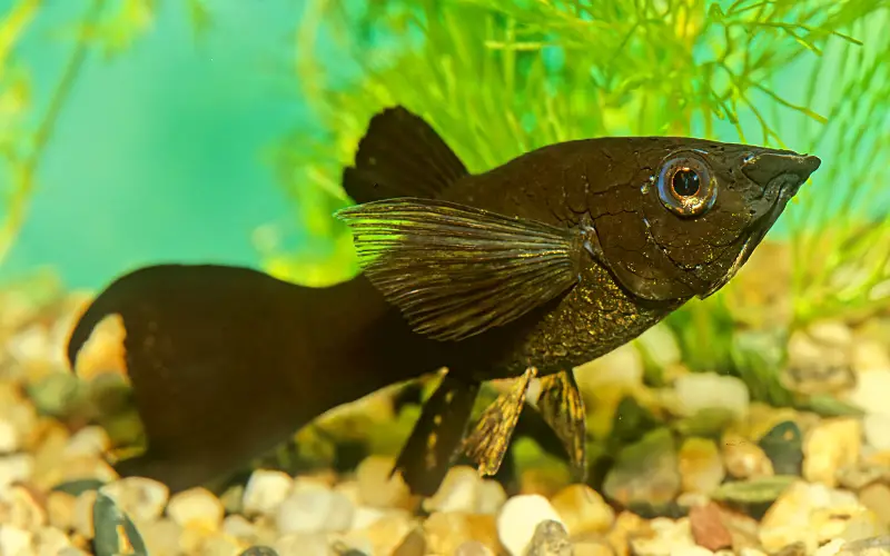 black molly fish