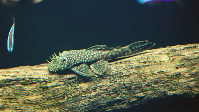 Blue Phantom Pleco (L128) - Size, Price, Diseases & More