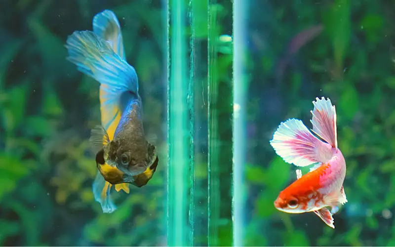 can a betta fish live with other fish