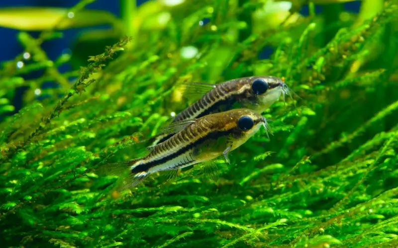 can you mix different types of cory catfish