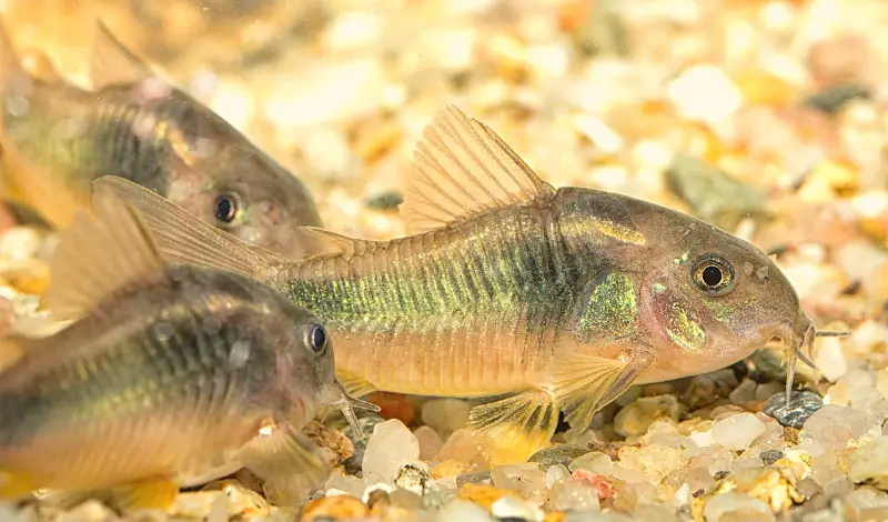 do cory catfish eat snails