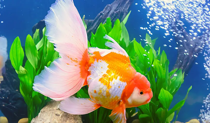 Do Goldfish Eat Other Fish? Here's How to (Stop Them!)