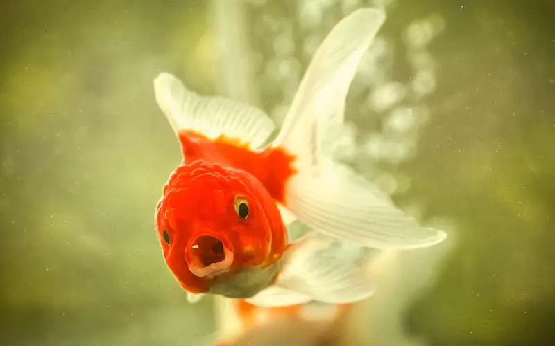 do goldfish eat their babies