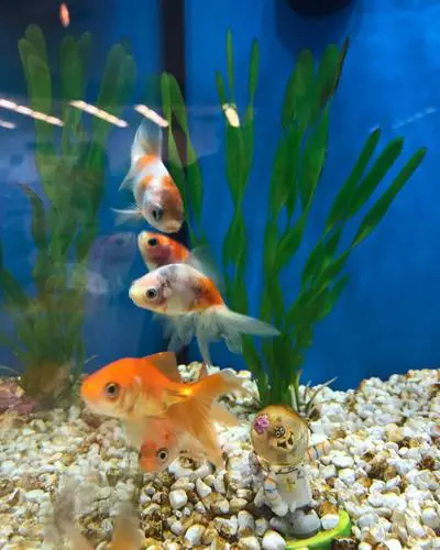 goldfish breeding 2