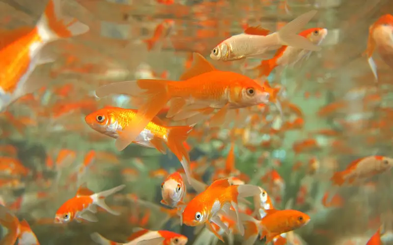 goldfish breeding