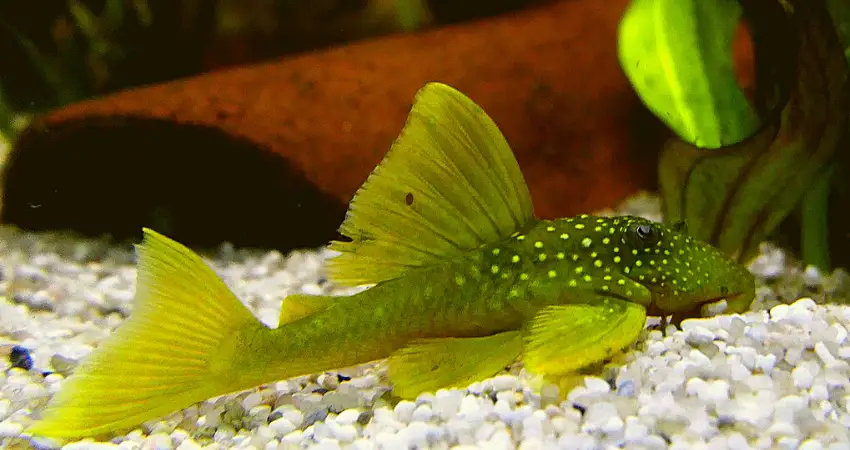 green phantom pleco