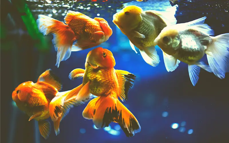 how do goldfish mate