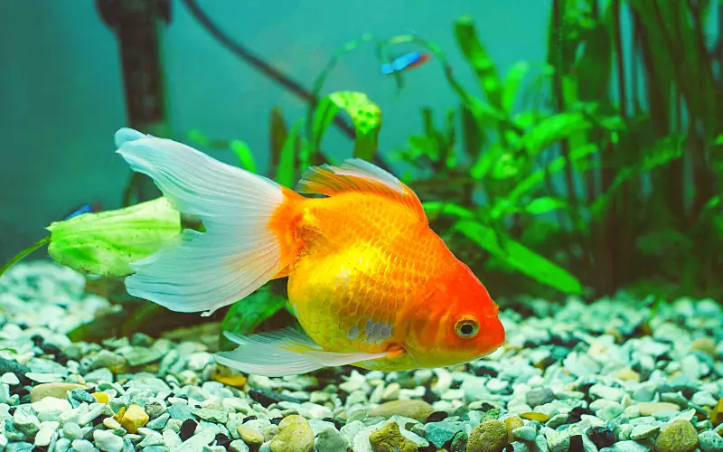 how long are goldfish pregnant