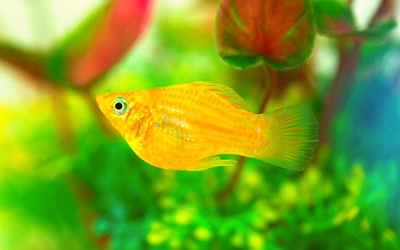 how long are molly fish pregnant for