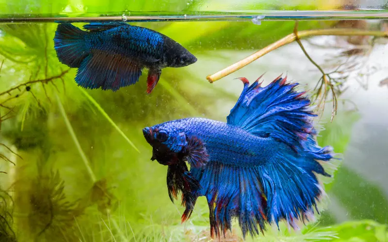 how long can betta fish live without food