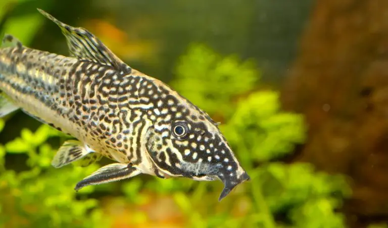 Do Cory Catfish Eat Their Eggs? (5 Essential Tips & Tricks)