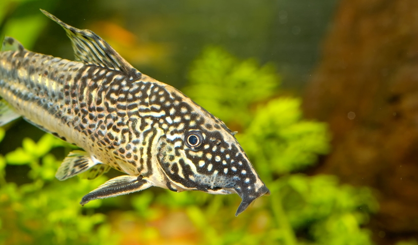 how long do cory catfish live