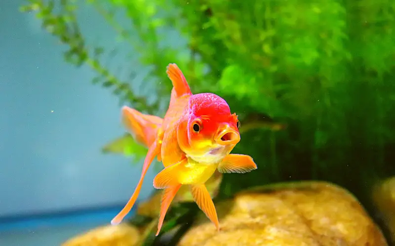 how long does it take for goldfish eggs to hatch