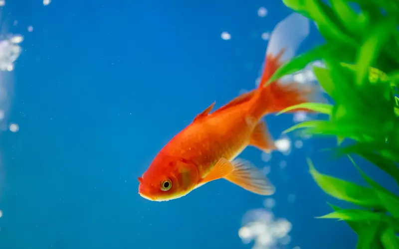 How Many Babies Do Goldfish Have? A Great Beginner's (Guide)