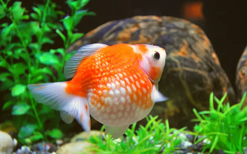 How Many Eggs Do Goldfish Lay at a Time? (You'll Be Shocked)