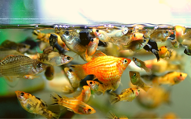 how many molly fish in a 10 gallon tank