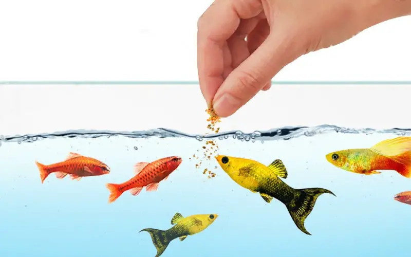 how-often-to-feed-molly-fish-exclusive-fish-feeding-guide