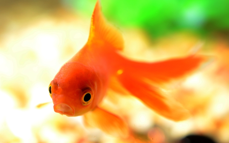 how to stop goldfish breeding